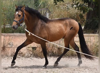PRE, Hingst, 3 år, 162 cm, Black