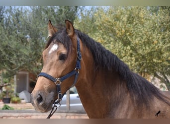 PRE, Hingst, 3 år, 162 cm, Black