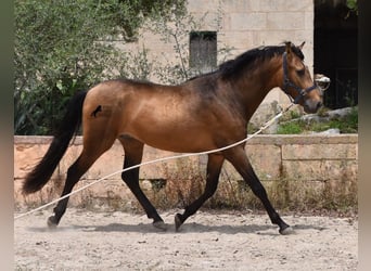 PRE, Hingst, 3 år, 162 cm, Black