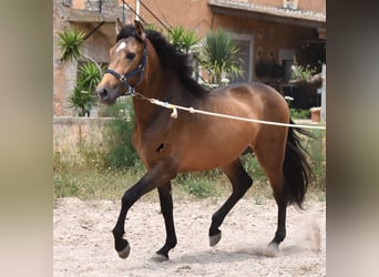 PRE, Hingst, 3 år, 162 cm, Black