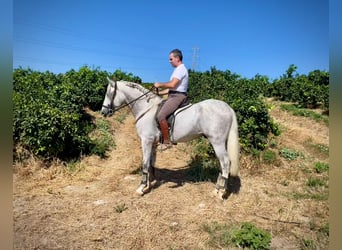 PRE, Hingst, 3 år, 162 cm, Grå