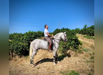 PRE, Hingst, 3 år, 162 cm, Grå