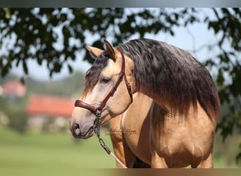PRE, Hingst, 3 år, 162 cm, Gulbrun