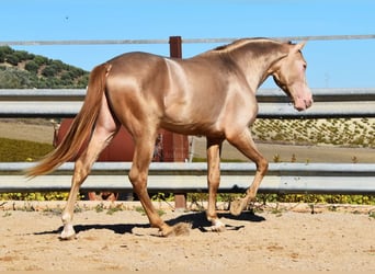 PRE, Hingst, 3 år, 162 cm, Pärla