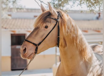 PRE, Hingst, 3 år, 162 cm, Pärla