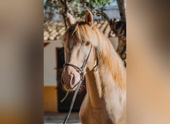 PRE, Hingst, 3 år, 162 cm, Pärla