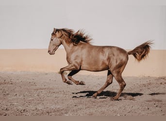 PRE, Hingst, 3 år, 162 cm, Pärla