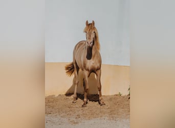 PRE, Hingst, 3 år, 162 cm, Pärla