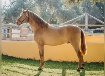 PRE, Hingst, 3 år, 162 cm, Pärla