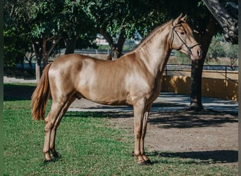 PRE, Hingst, 3 år, 162 cm, Pärla
