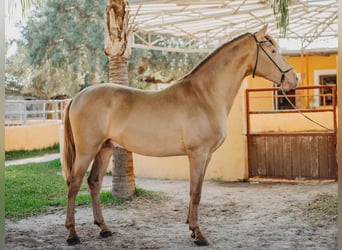 PRE, Hingst, 3 år, 162 cm, Pärla