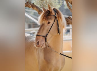 PRE, Hingst, 3 år, 162 cm, Pärla