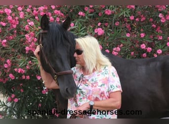 PRE Blandning, Hingst, 3 år, 162 cm, Svart