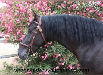 PRE Blandning, Hingst, 3 år, 162 cm, Svart