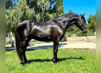 PRE, Hingst, 3 år, 162 cm, Svart