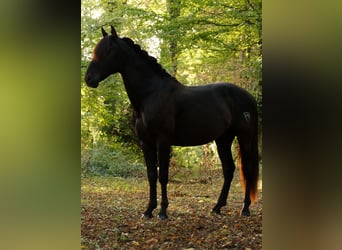 PRE, Hingst, 3 år, 162 cm, Svart