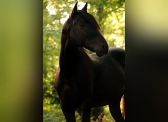 PRE, Hingst, 3 år, 162 cm, Svart