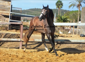 PRE, Hingst, 3 år, 163 cm, Braunfalbschimmel