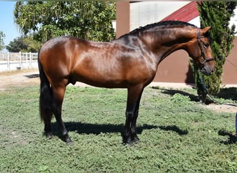 PRE, Hingst, 3 år, 163 cm, Brun