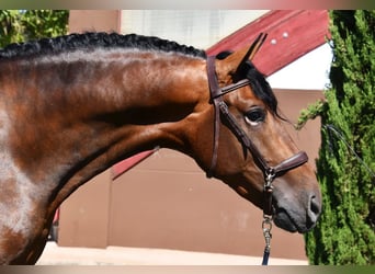 PRE, Hingst, 3 år, 163 cm, Brun