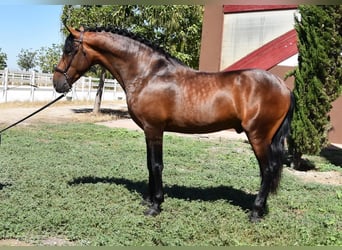 PRE, Hingst, 3 år, 163 cm, Brun