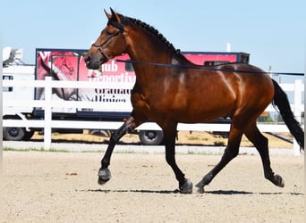 PRE, Hingst, 3 år, 163 cm, Brun