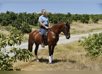 PRE, Hingst, 3 år, 163 cm, Brun