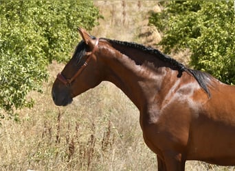 PRE, Hingst, 3 år, 163 cm, Brun
