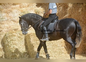 PRE Blandning, Hingst, 3 år, 163 cm, Grå-mörk-brun