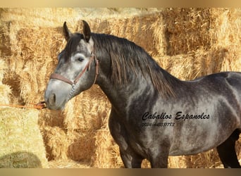 PRE Blandning, Hingst, 3 år, 163 cm, Grå-mörk-brun