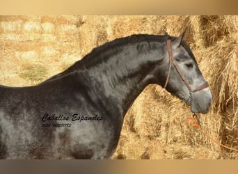 PRE Blandning, Hingst, 3 år, 163 cm, Grå-mörk-brun