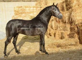 PRE Blandning, Hingst, 3 år, 163 cm, Grå-mörk-brun