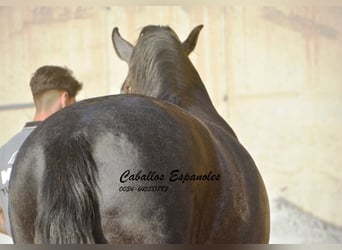 PRE Blandning, Hingst, 3 år, 163 cm, Grå-mörk-brun