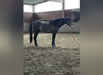 PRE, Hingst, 3 år, 163 cm, Kan vara vit