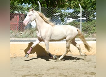 PRE Blandning, Hingst, 3 år, 163 cm, Perlino