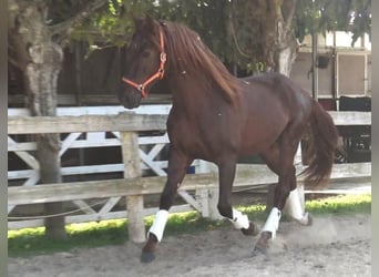 PRE Blandning, Hengst, 3 Jahre, 164 cm, Fuchs