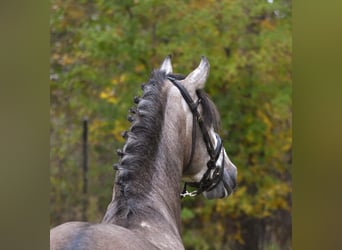 PRE, Hingst, 3 år, 165 cm, Grå-blå-brun