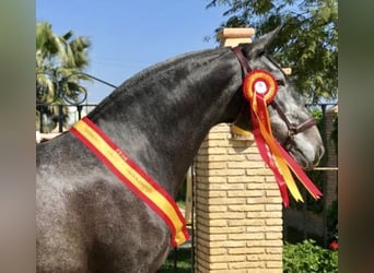 PRE Blandning, Hingst, 3 år, 165 cm, Grå