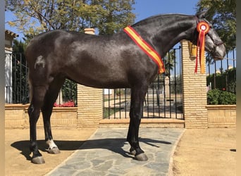 PRE Blandning, Hingst, 3 år, 165 cm, Grå