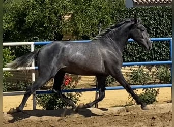 PRE Blandning, Hingst, 3 år, 165 cm, Grå