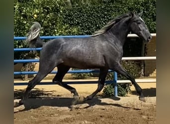 PRE Blandning, Hingst, 3 år, 165 cm, Grå