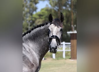 PRE Blandning, Hingst, 3 år, 165 cm, Grå