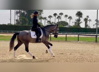 PRE Blandning, Hingst, 3 år, 165 cm, Grå