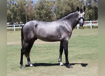 PRE Blandning, Hingst, 3 år, 165 cm, Grå