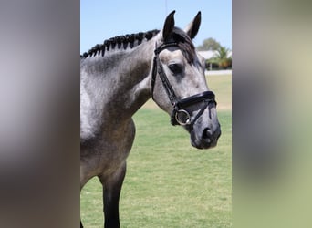 PRE Blandning, Hingst, 3 år, 165 cm, Grå