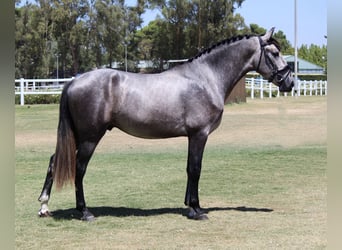 PRE Blandning, Hingst, 3 år, 165 cm, Grå