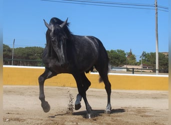 PRE Blandning, Hingst, 3 år, 165 cm, Gråskimmel