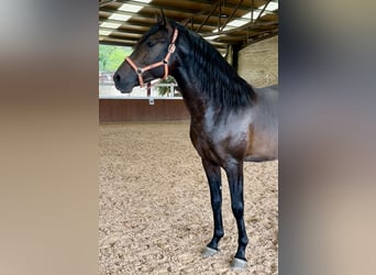 PRE, Hingst, 3 år, 165 cm, Mörkbrun