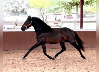 PRE, Hingst, 3 år, 165 cm, Mörkbrun