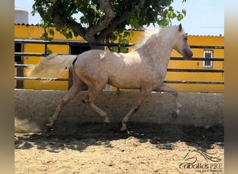 PRE Blandning, Hingst, 3 år, 165 cm, Palomino